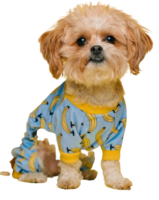 Dog T-Shirt
